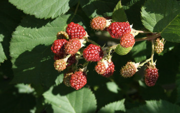 Картинка природа ягоды ежевика