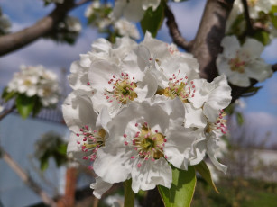 Картинка цветы цветущие+деревья+ +кустарники груша