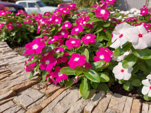 Картинка цветы катарантусы катарантус