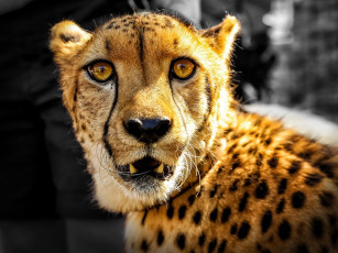 обоя животные, гепарды, гепард, голова