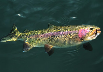 обоя животные, рыбы, рыба, вода, форель