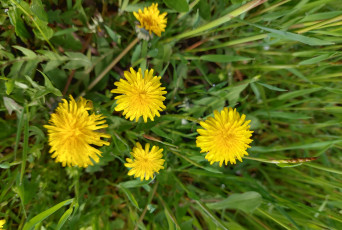 Картинка цветы одуванчики