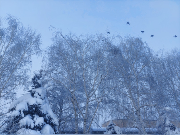 Обои картинки фото природа, зима, снег