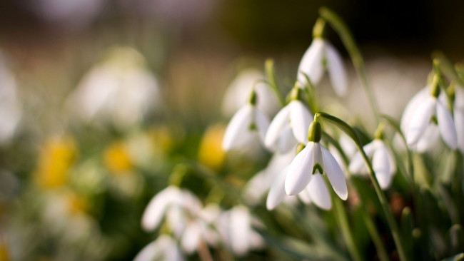 Обои картинки фото цветы, подснежники,  белоцветники,  пролески