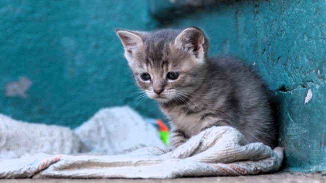 Обои картинки фото животные, коты, котенок, серый, стена, подстилка