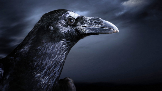 Обои картинки фото животные, вороны,  грачи,  галки, ворон