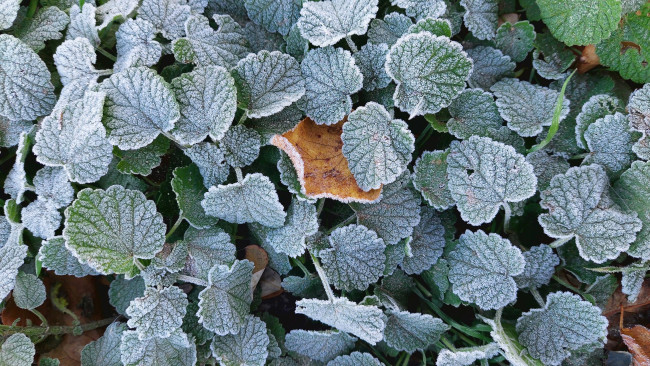 Обои картинки фото природа, листья, осень, 2024