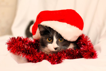 Картинка животные коты кот шапка мишура новый год