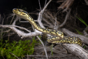 Картинка животные змеи +питоны +кобры питон