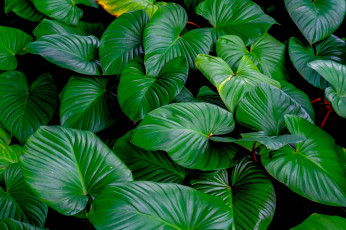 обоя природа, листья, зелень