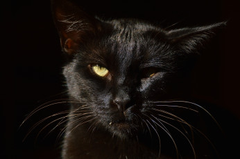 Картинка животные коты кот кошка