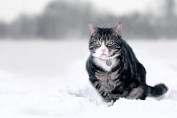 Картинка животные коты кот медальон снег зима