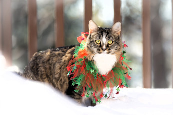 Картинка животные коты кот украшение воротник снег зима забор