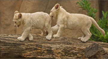 обоя животные, львы, львята