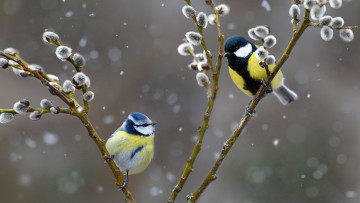 обоя животные, синицы,  лазоревки, птицы