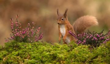 обоя животные, белки, грызун