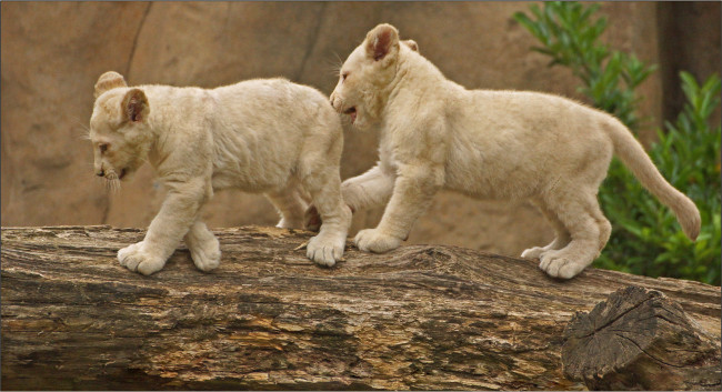 Обои картинки фото животные, львы, львята