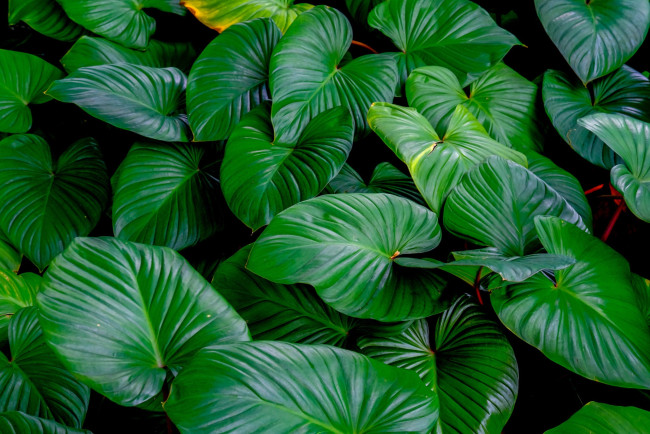 Обои картинки фото природа, листья, зелень