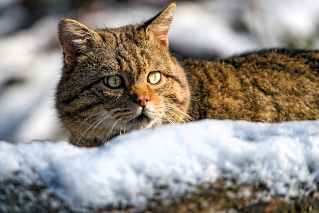 Обои картинки фото животные, дикие кошки, кот, зима, снег