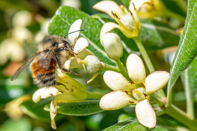 Обои картинки фото животные, пчелы,  осы,  шмели, цветы