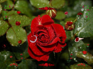 Картинка цветы розы