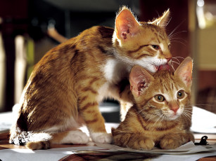 Картинка животные коты