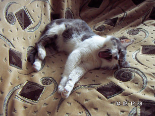 Картинка животные коты