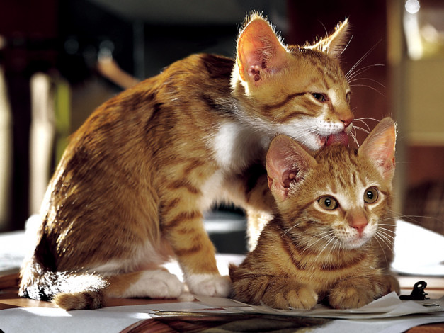 Обои картинки фото животные, коты