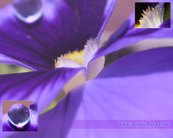 Обои картинки фото цветы, ирисы