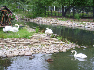 Картинка животные лебеди