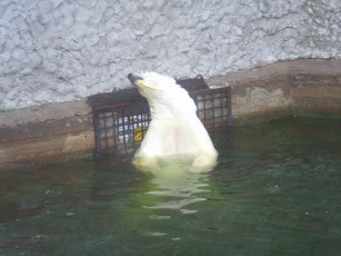 Картинка животные медведи