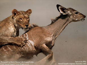 Картинка животные разные вместе