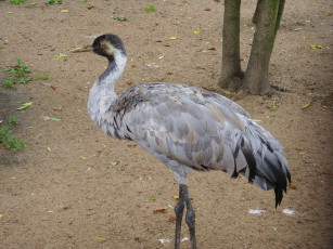 Картинка животные журавли