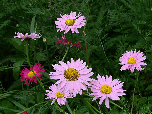 Обои картинки фото цветы, ромашки