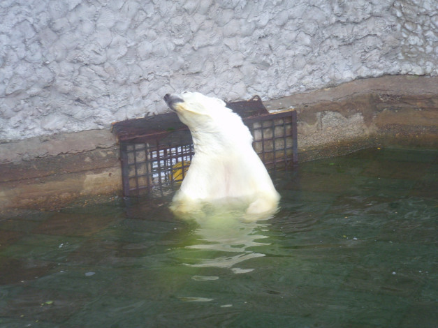 Обои картинки фото животные, медведи