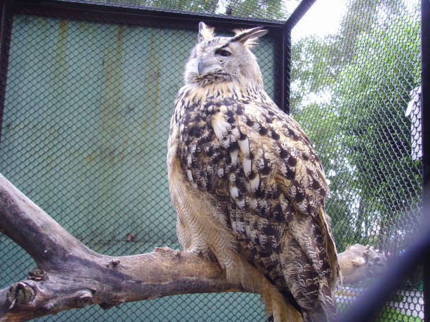 Обои картинки фото животные, совы