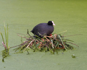 Картинка животные утки