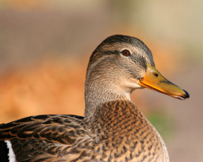 Картинка животные утки