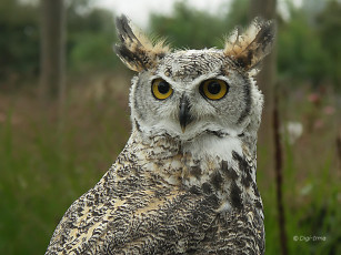 Картинка животные совы