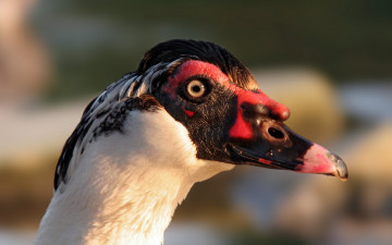 Картинка животные гуси