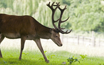 Картинка животные олени