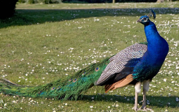 Картинка животные павлины
