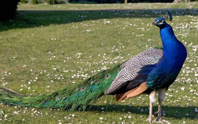 Обои картинки фото животные, павлины