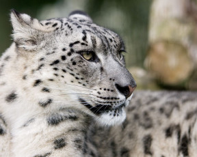 Картинка животные снежный барс ирбис