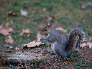 Картинка животные белки