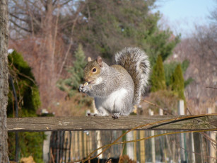 Картинка животные белки
