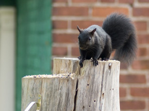 Картинка животные белки