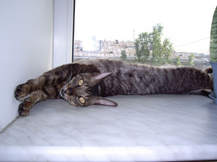 Картинка животные коты