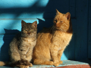 Картинка животные коты