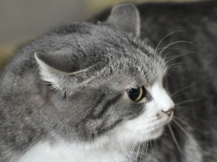 Картинка животные коты